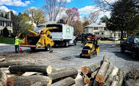 Best Hedge Trimming  in Gasport, NY