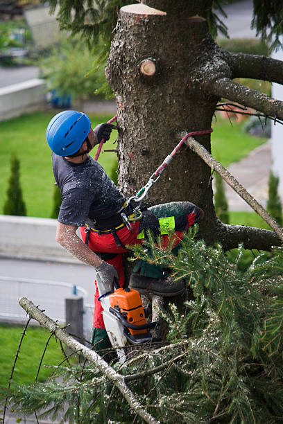 Best Tree Fertilization Services  in Gasport, NY