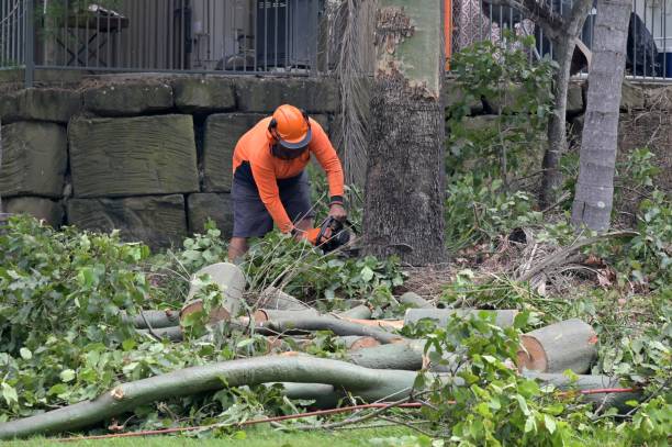 Best Tree Disease Treatment  in Gasport, NY